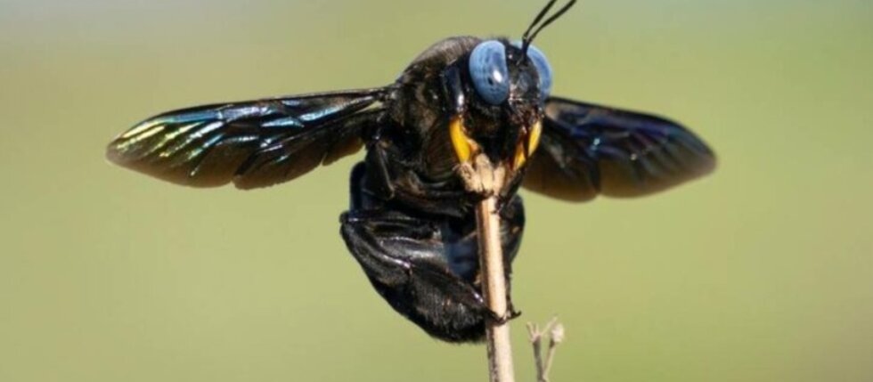 Obří včela zvaná “létající černý asfalt” je v Česku stále častější.