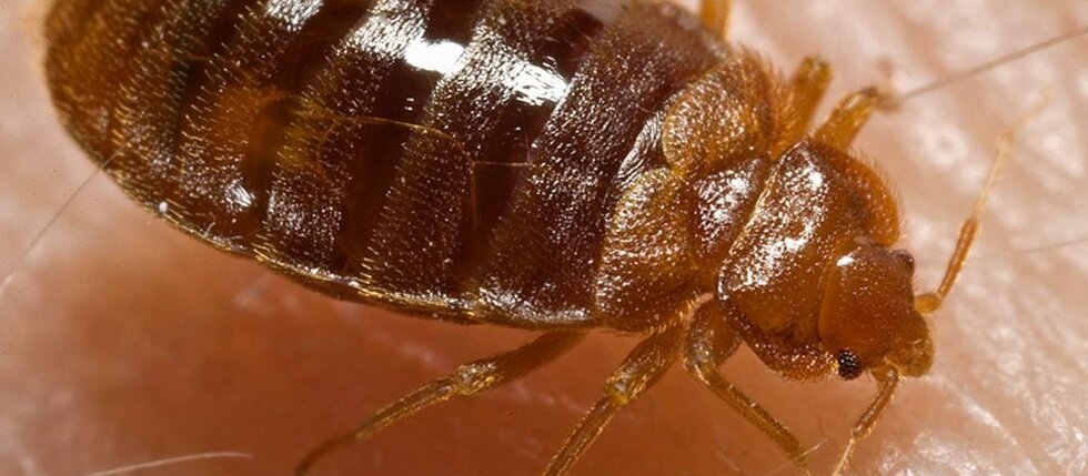 Před štěnicí domácí není v bezpečí ani váš pes, kočka nebo papoušek. Pomůže praní, mrazák a odborník.