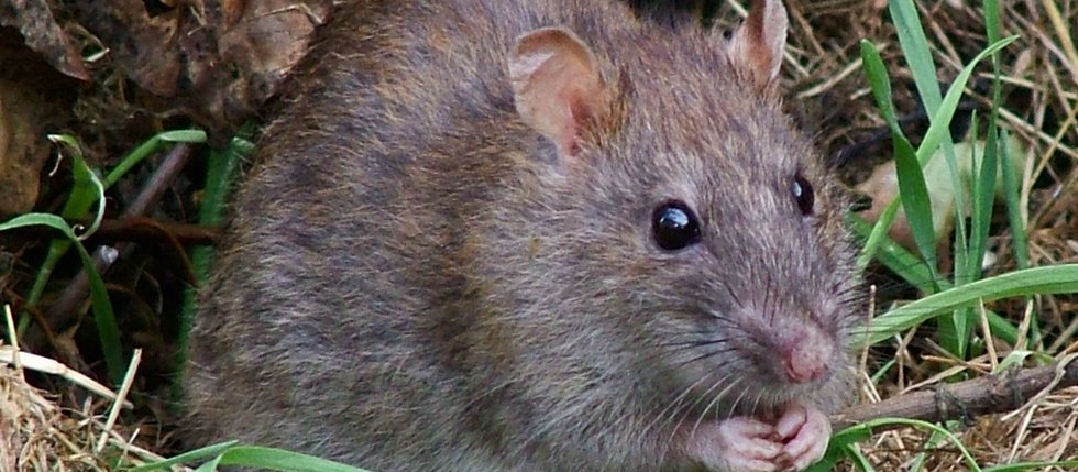 HUBENÍ POTKANŮ STOJÍ PÁR STOVEK | pokuta může být až milionová