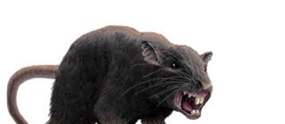 Obří krysy dosahují až 60 cm!